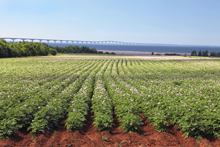 Potato Field & Confederation Bridge