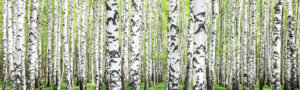 white bark trees