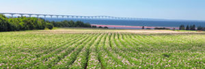 Field with bridge behind it